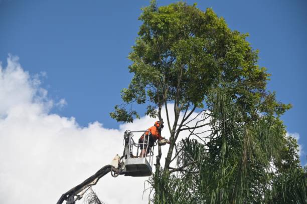 How Our Tree Care Process Works  in  East Camden, SC