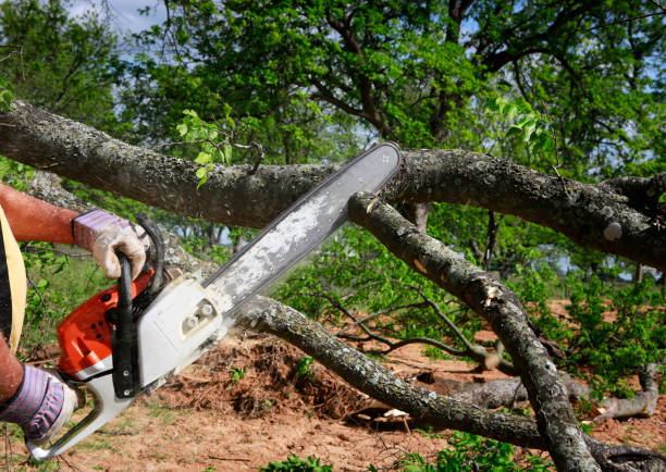 Trusted East Camden, SC Tree Care Experts